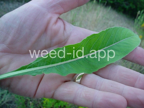 eveningprimrose, silky